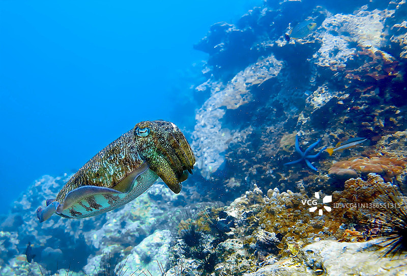 珊瑚礁上的墨鱼图片素材