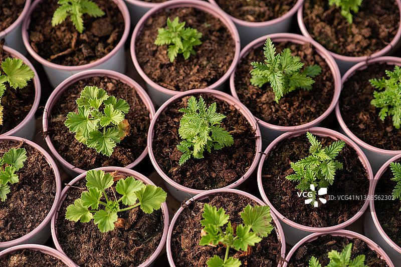 温室花园中心盆栽生长的小型幼苗图片素材