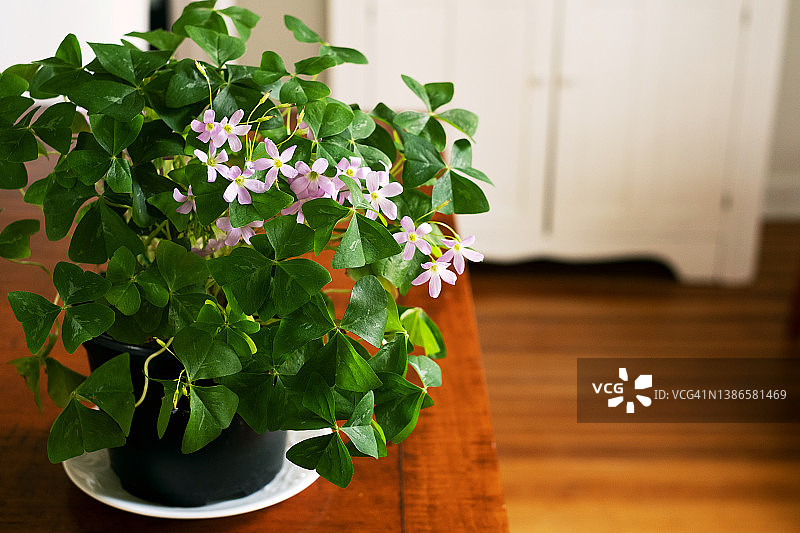 酢浆草或假苜蓿植物图片素材