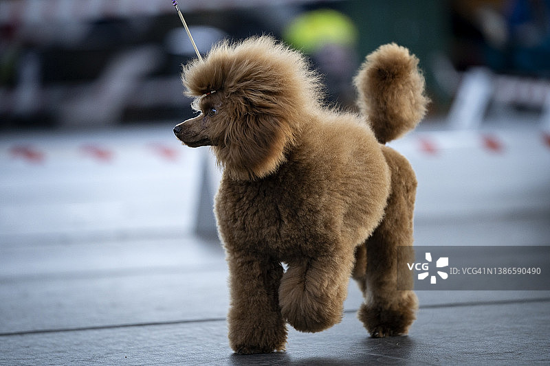奔跑的贵宾犬图片素材