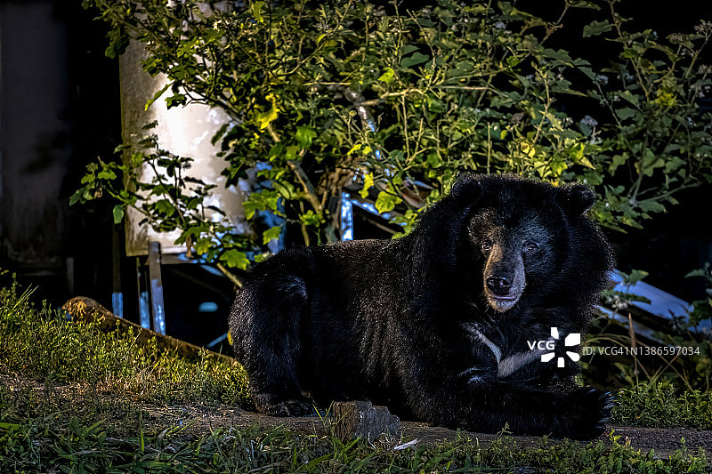 夜晚野外环境下的亚洲黑熊图片素材