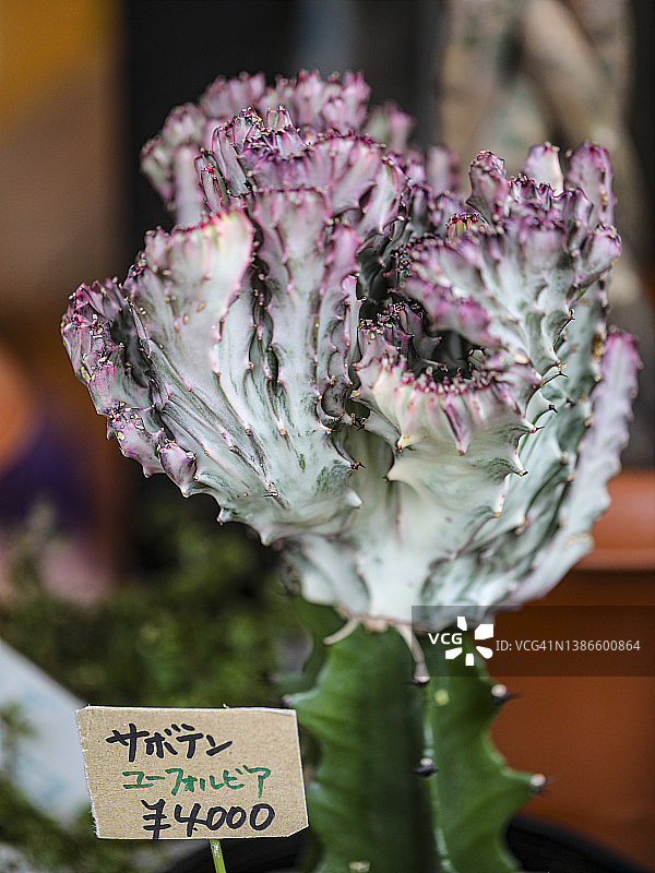 仙人掌、大戟科植物嫁接图片素材