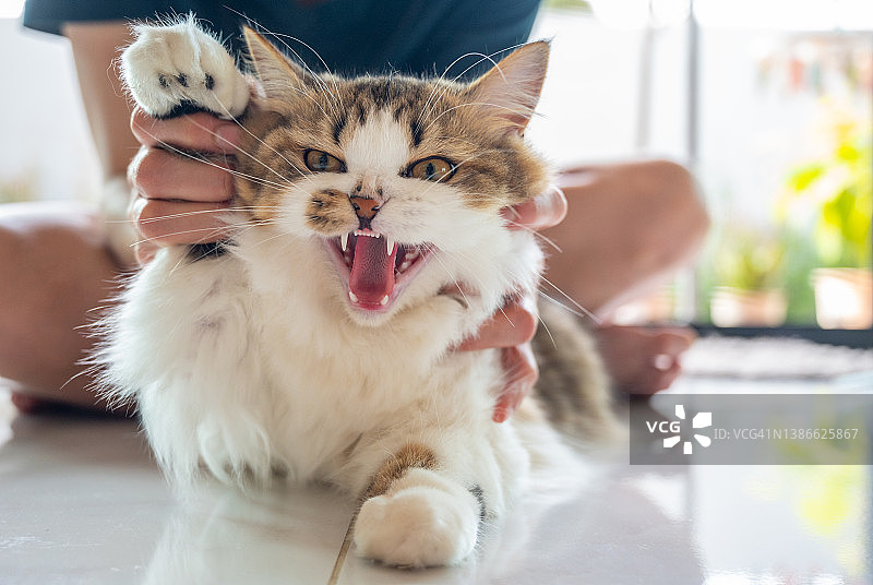 当有人触摸和玩弄它的背部时，年轻的波斯猫咆哮图片素材