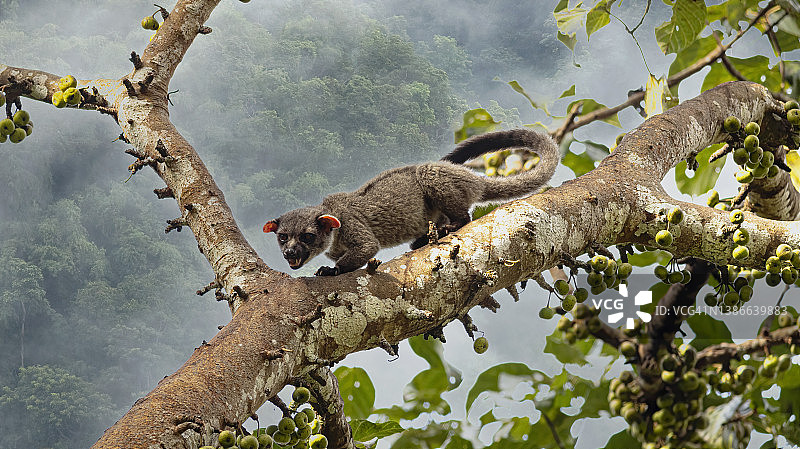 小齿椰子猫坐在树枝上吃无花果图片素材