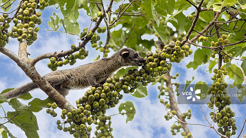 小齿椰子猫坐在树枝上吃无花果图片素材