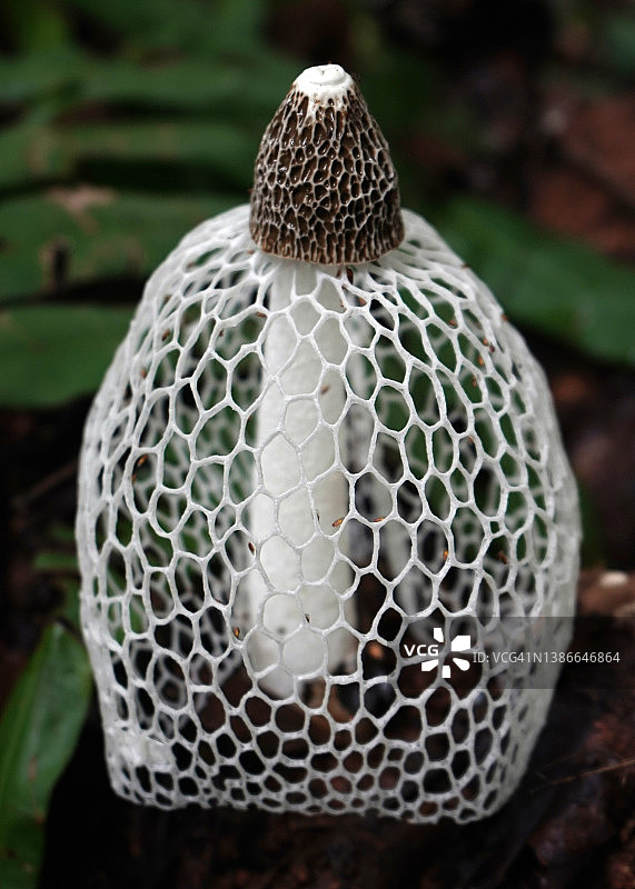 臭角菌图片素材