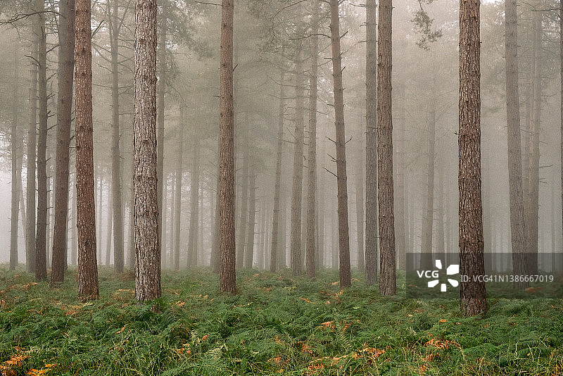 英国汉普郡新森林国家公园图片素材