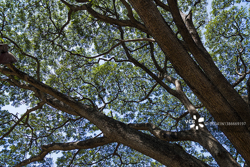 雨树（Samanea saman）的绿色树冠图片素材