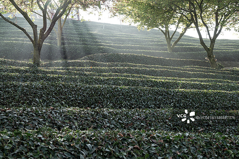 晨曦中的茶园图片素材