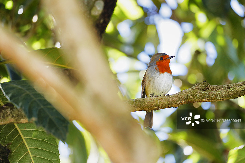 知更鸟在大加那利岛图片素材