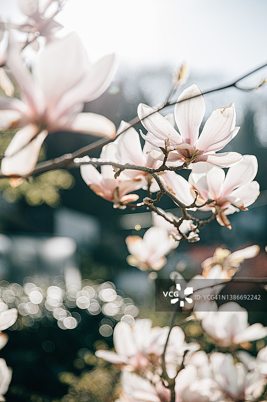 花园春天白色玉兰花图片素材