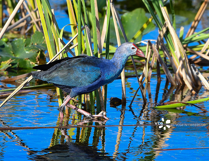 紫水鸡图片素材