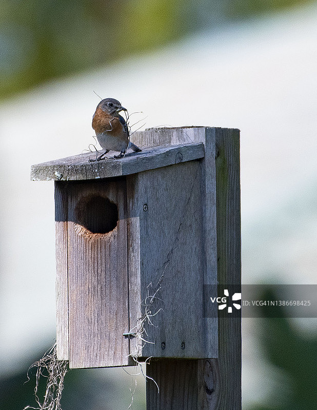 一对东部蓝知更鸟图片素材