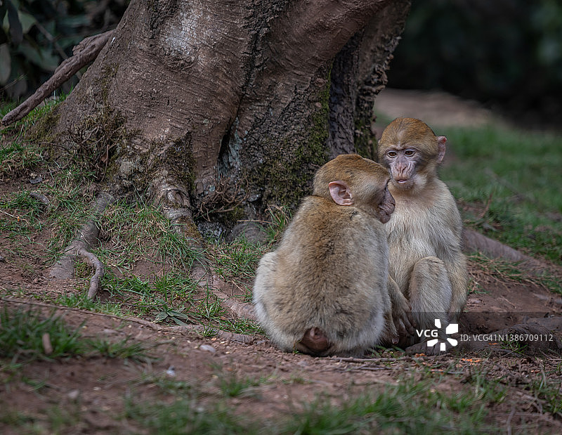 相互梳理毛发的北非猕猴图片素材