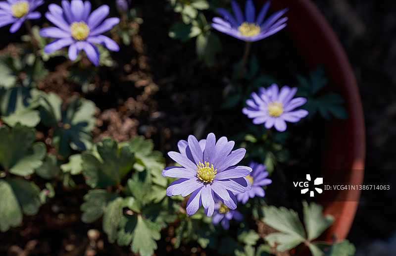 花毛茛图片素材