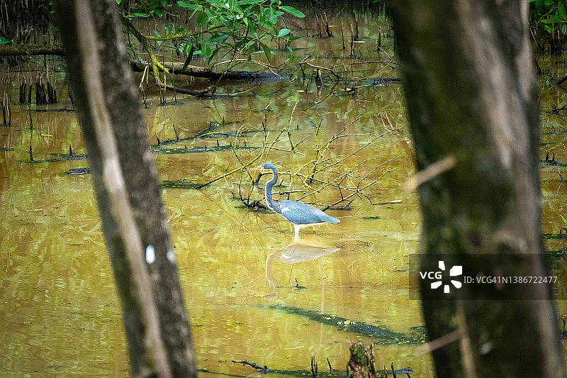 哥伦比亚旧据点红树林国家公园的三色鹭图片素材