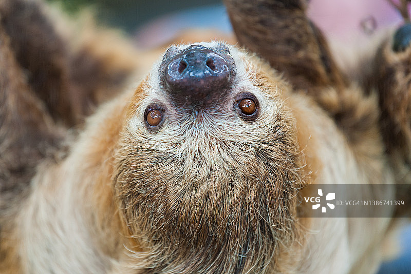 树枝上倒挂的树懒面部特写图片素材