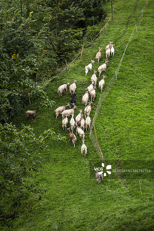 一大群白色山羊在绿色山丘上奔跑图片素材