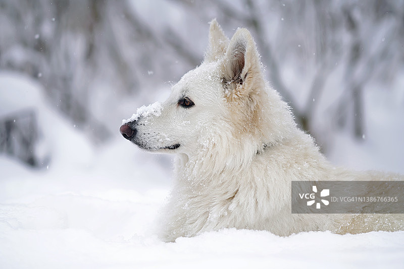 冬季雪地里可爱的白色瑞士牧羊犬肖像图片素材