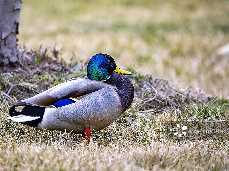 雄性绿头鸭图片素材