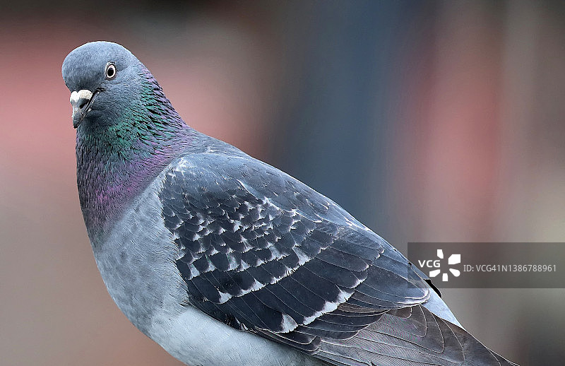 脖子上带有紫色和绿色条纹的单只鸽子图片素材