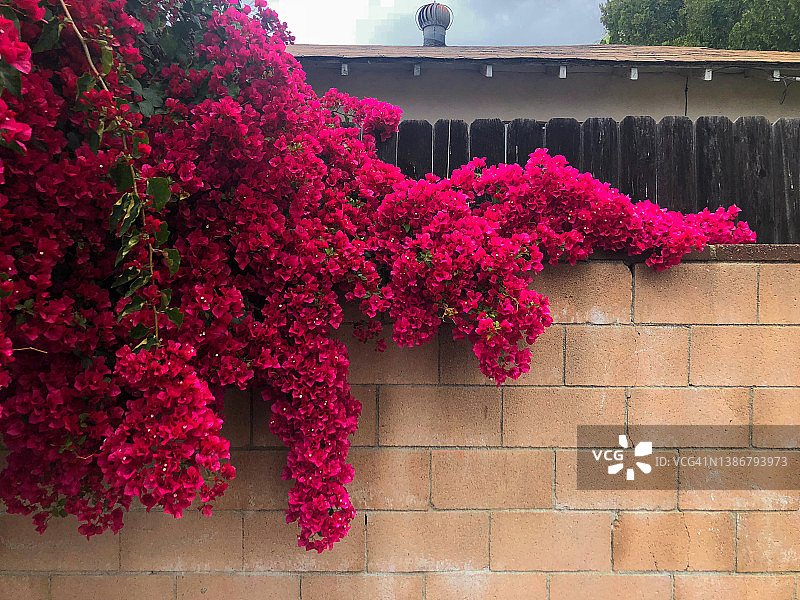 煤渣砖墙上的三角梅图片素材