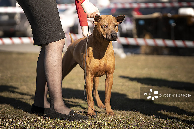 泰国脊背犬图片素材