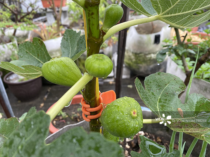 树枝上的无花果图片素材