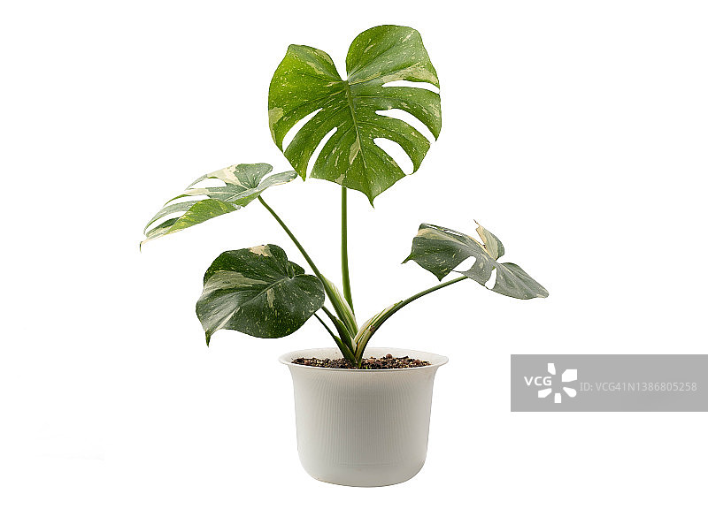 白色背景上孤立的盆栽泰国星点龟背竹图片素材
