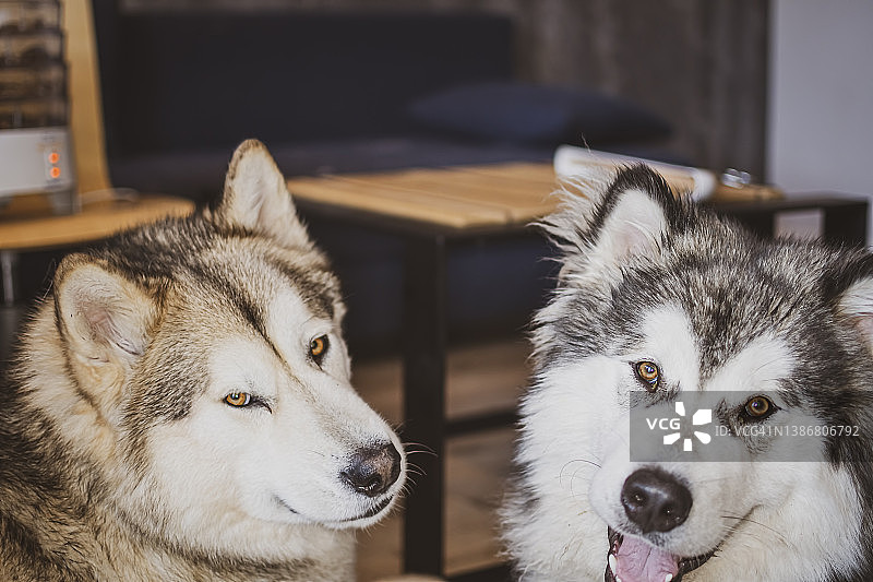 两只可爱的阿拉斯加雪橇犬图片素材