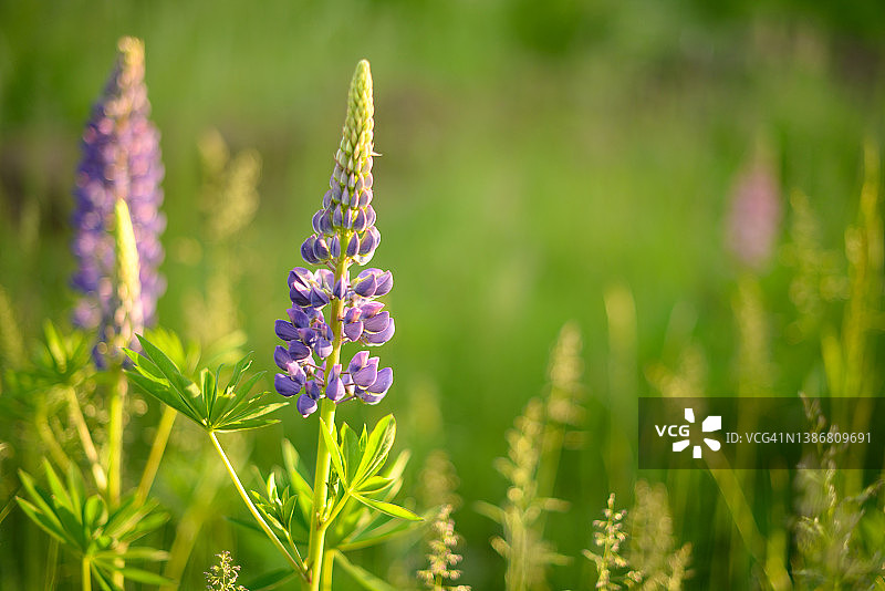 花园里的鲁冰花，绿色森林背景图片素材