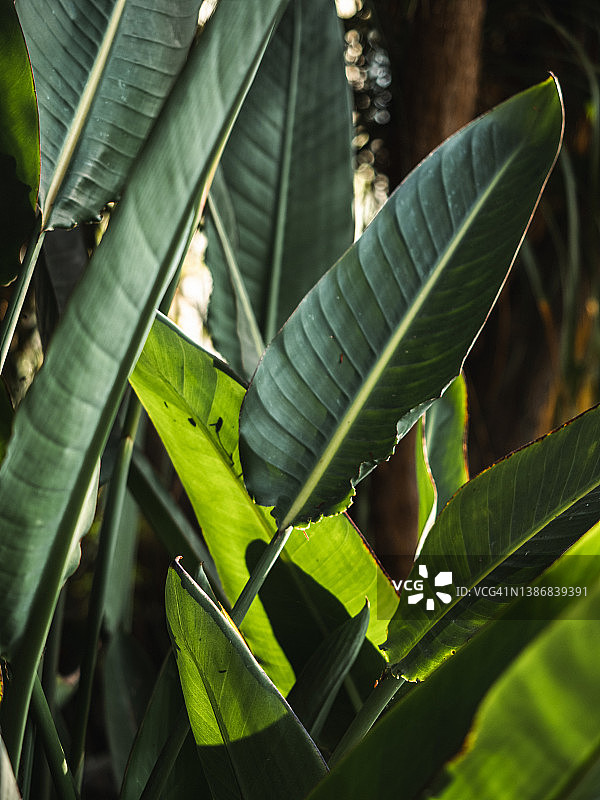 热带植物叶子与茂盛的绿色植物图片素材