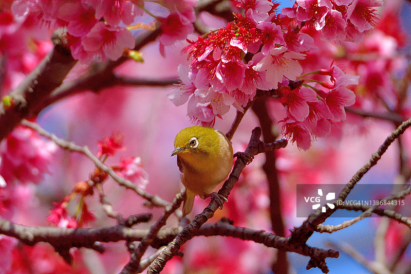 蓝天下盛开的樱花与白眼鸟图片素材
