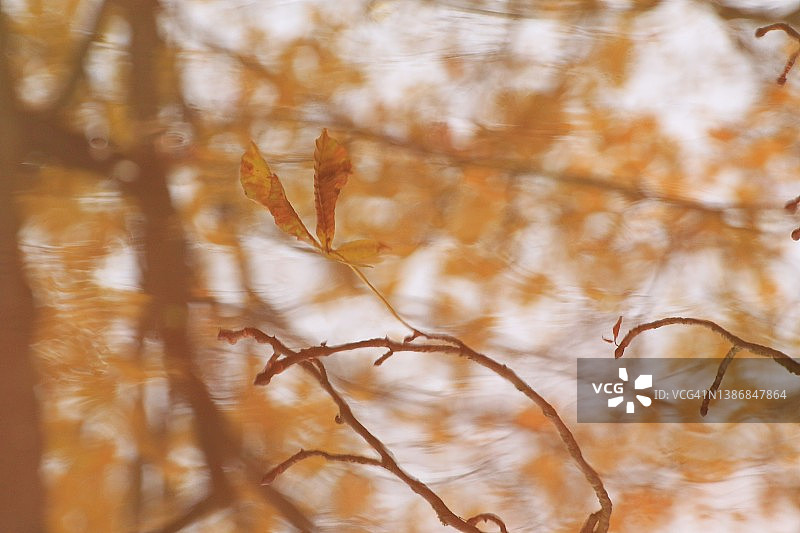 池塘中秋叶倒影抽象图图片素材