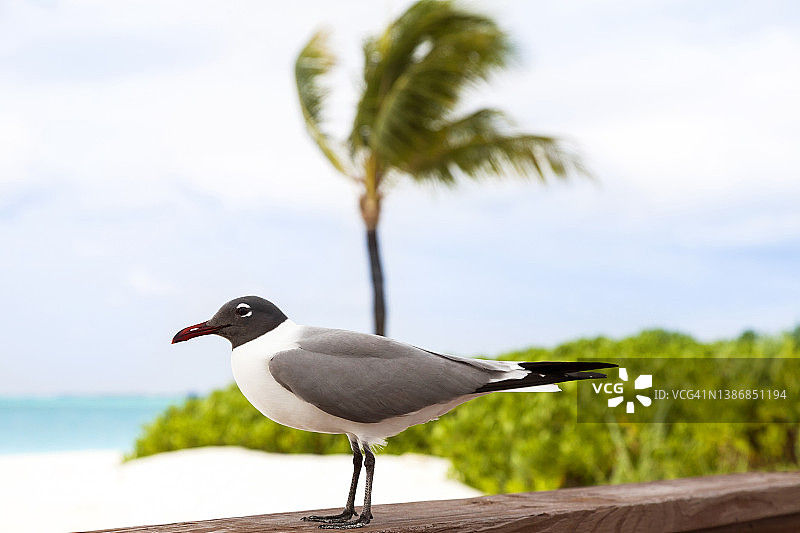 在加勒比豪华热带度假海滩上的笑鸥海鸟图片素材
