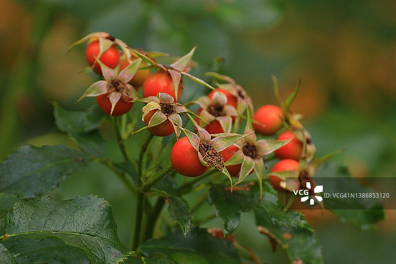 枝头上的红色玫瑰果浆果，初秋花园景色图片素材