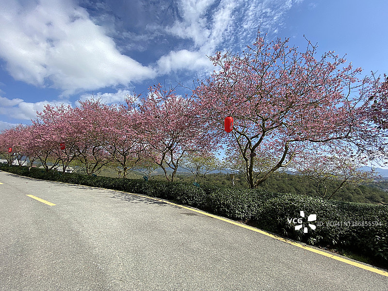 一排樱花树和一条空旷的道路图片素材