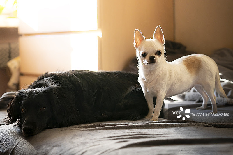 床上的两只狗图片素材