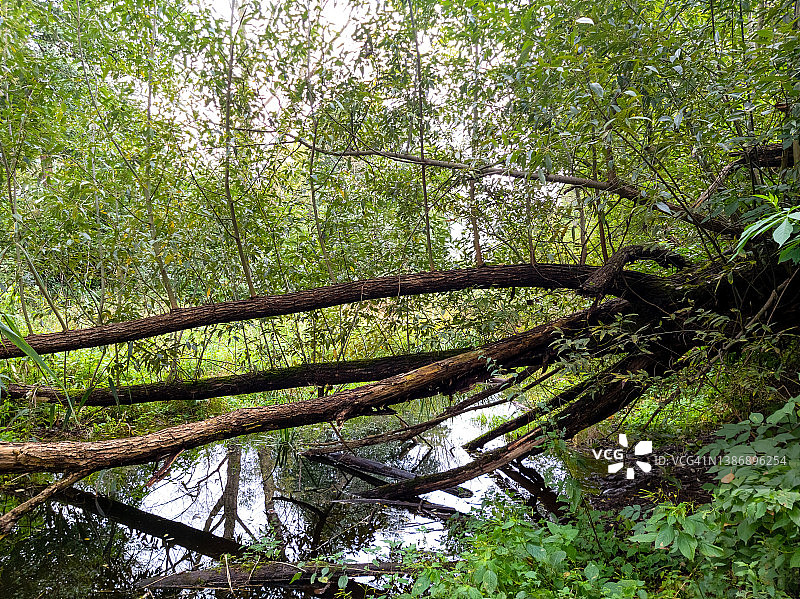波兰洛米安基的斯特鲁加-杰卡诺夫斯卡小溪图片素材