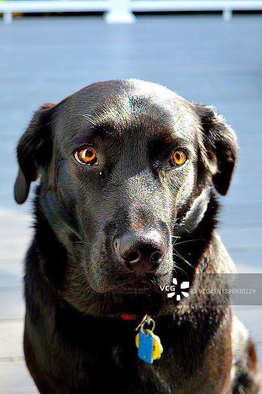 13个月大的拉布拉多寻回犬图片素材