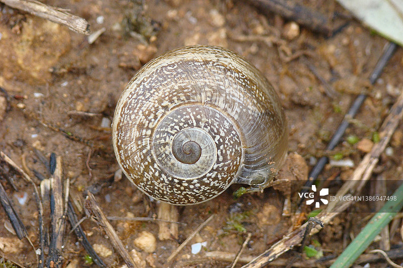 奶螺(Otala lactea)图片素材