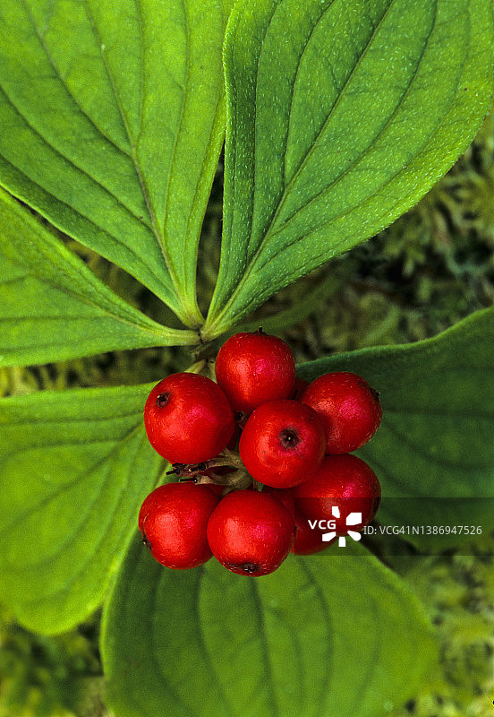 亮红色浆果状果实的加拿大四照花图片素材