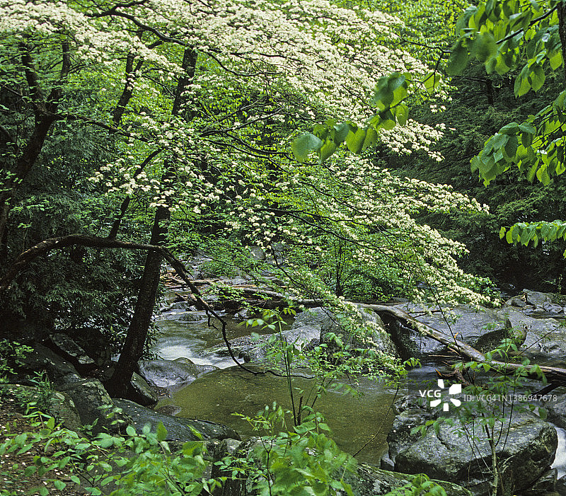 山茱萸与山间溪流，田纳西州大雾山国家公园图片素材