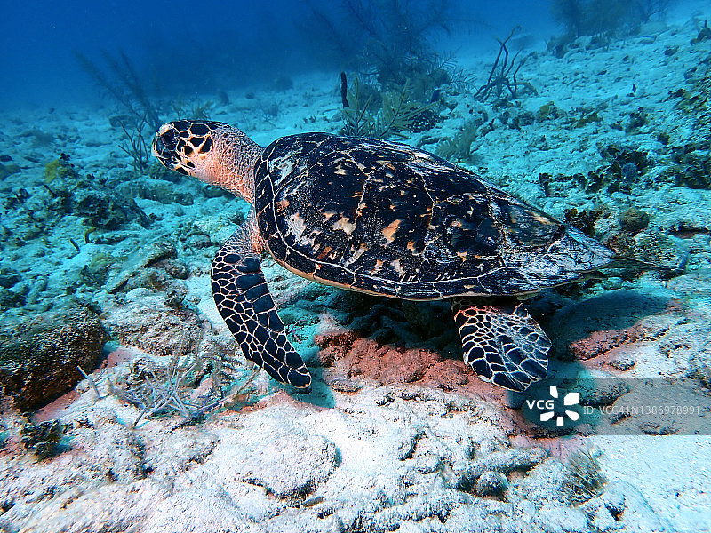 玳瑁（Eretmochelys imbricata），在日落屋附近，大开曼岛图片素材