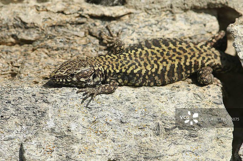 在石墙上晒太阳的漂亮壁虎图片素材