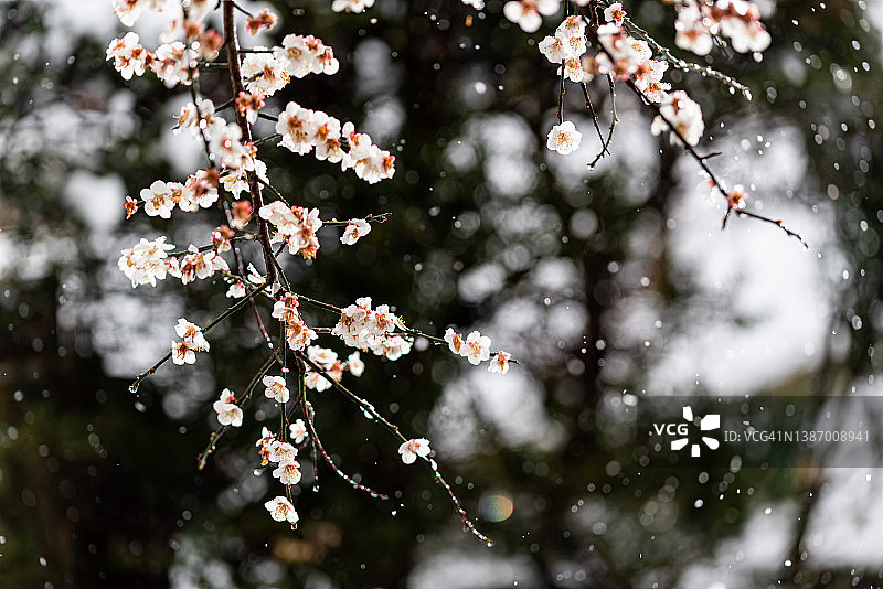 梅花与雪图片素材