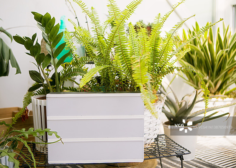 白色灯箱，植物和绿色茂盛的树叶环绕图片素材