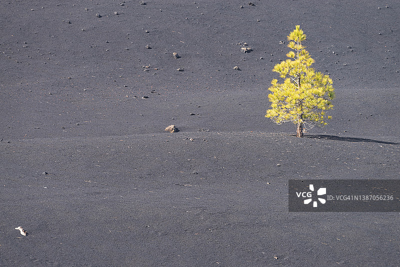灰色地形中生长的单颗加那利松树图片素材