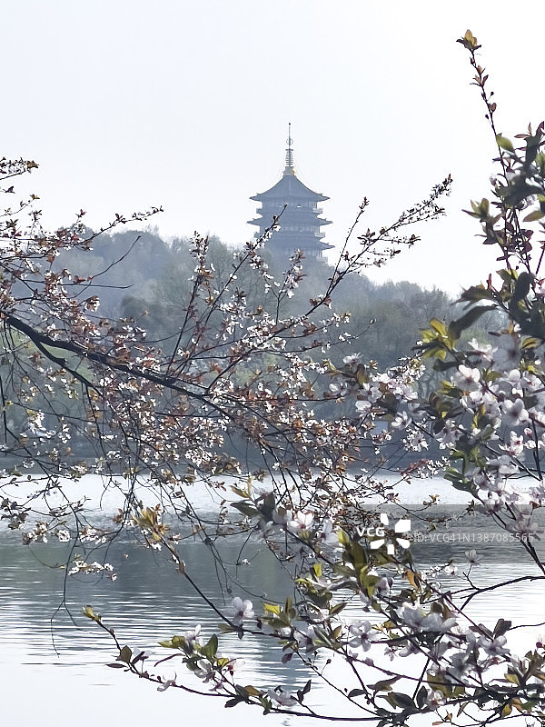 中国杭州雷峰塔与紫叶李图片素材