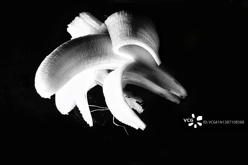 黑色背景上的剥皮香蕉图片素材